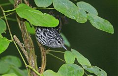 Arrowhead Warbler